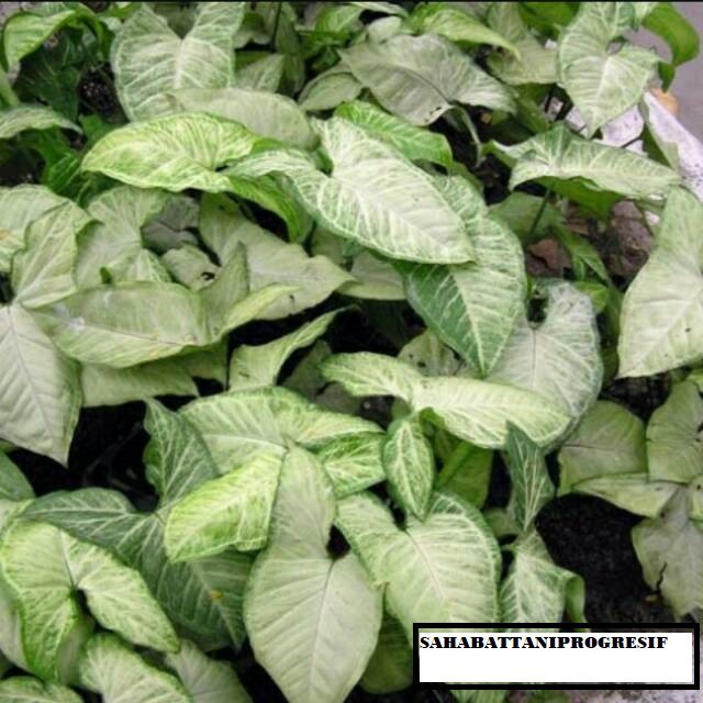 

TERBAIK DAUN KELADI TIKUS SEGAR OBAT HERBAL