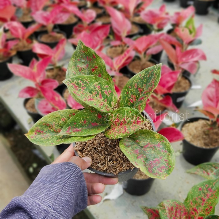 Tanaman Hias Aglaonema Spider Red