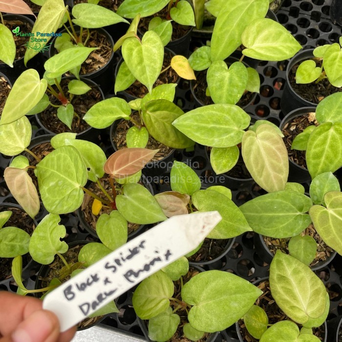 Tanaman anthurium black spider x Anthurium dark phoenix - kuping gajah hybrid koleksi