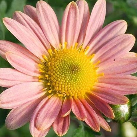 

Penyambung masker hitam ada karetnya