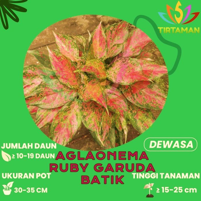 Aglonema Ruby Garuda  Aglaonema Rubi Batik Merah