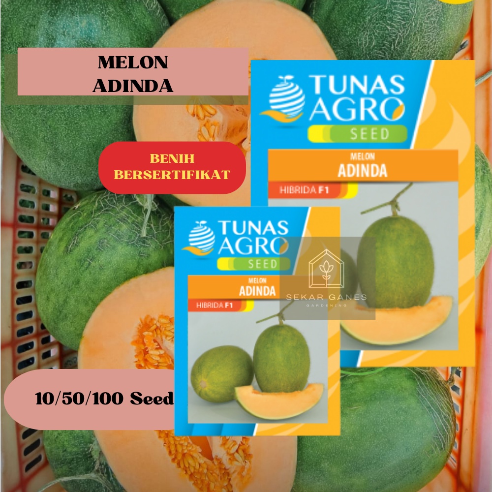 NEW  Biji Benih MELON ADINDA F1 Ori - Repack 100 Bibit Melon Hijau daging Orange Premium Eksklusive