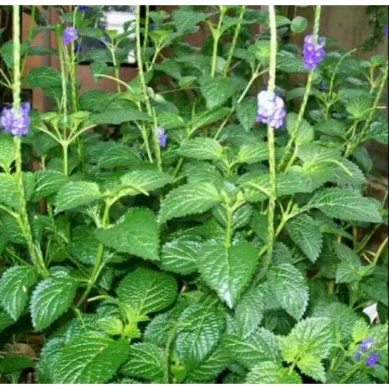 

Daun pecut kuda/jarong 500grm