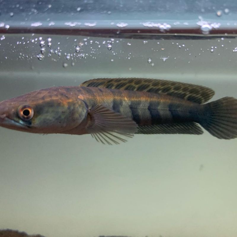 [PROMO] RED BARITO 5-7CM SORTIR KETAT GARANSI TERMURAH 