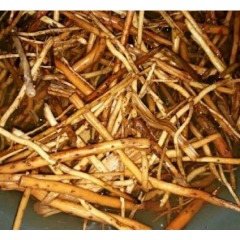 

Baru akar pinang muda segar-akar jambe segar 1kg fresh COD