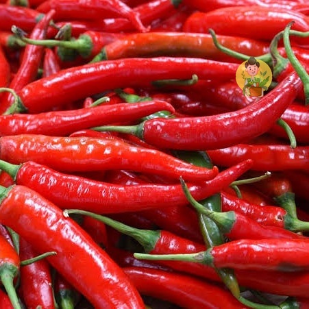 

Cabai Merah Besar / Cabe Merah Besar 250 gram