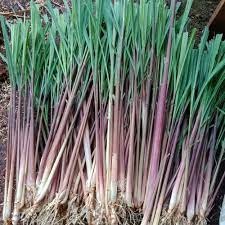 

1 kg sereh wangi merah - sereh lanang tanaman obat tradisional herbal