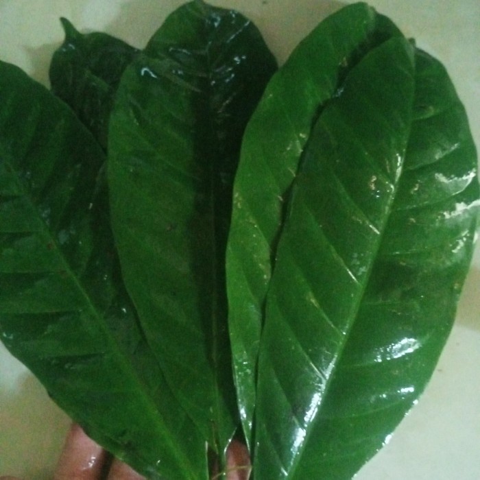 

jual daun kopi perlembar