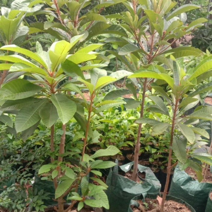 Tanaman Buah Mamey Sapote Magana Tinggi 1Meter, Sawo Raksasa Langka