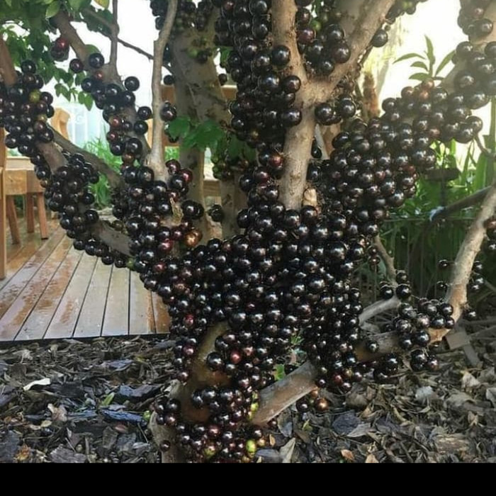 Bibit Tanaman Anggur Brazil Okulasi Unggul