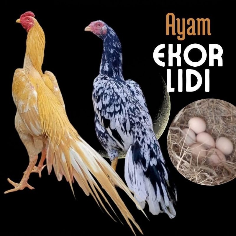 

telur ayam ekor lidi asli original bisa untuk di tetaskan