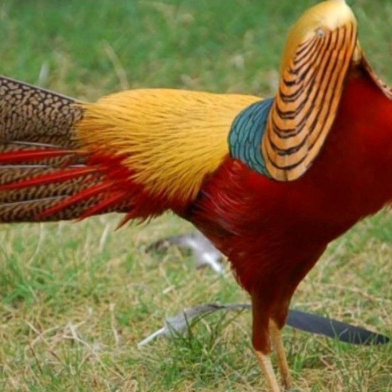 

promo paket 3 telur ayam hias golden Pheasant