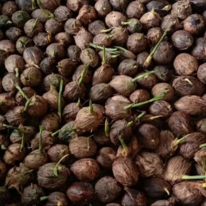 Kecambah pinang pandan Wangi Hibrida Bibit Unggul