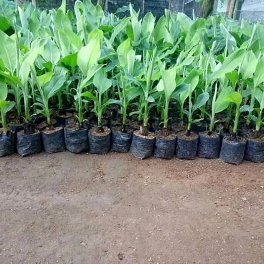 Bibit tanaman pohon pisang mas kirana unggul