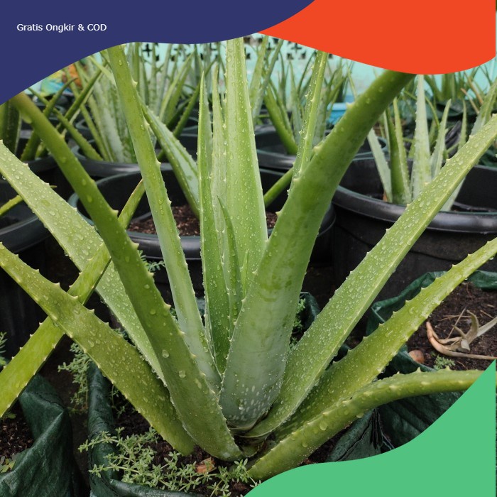 TERLARIS COD Tanaman Bibit Lidah Buaya Jumbo Unggul siap Tambulampot