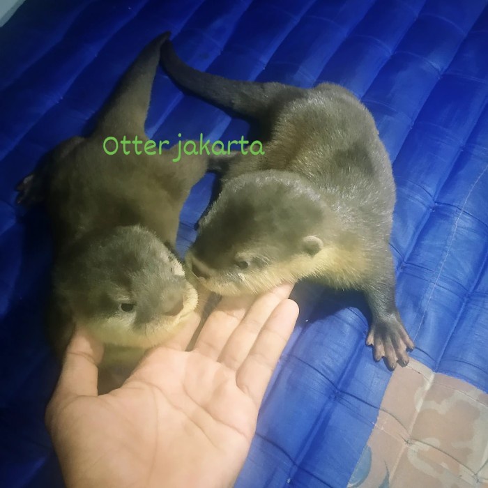 baby otter / berang berang SUPER JUMBO JOS BANGET UMUR 2 BULAN LUCU