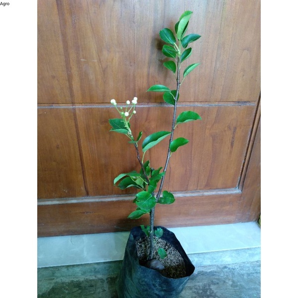 bibit buah pir madu cangkok sudah berbunga