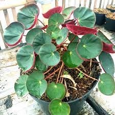 Begonia Karpet
