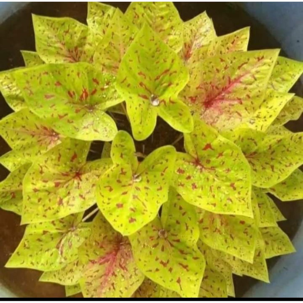 Umbi Caladium Yellow Leopard - keladi hias import thailand