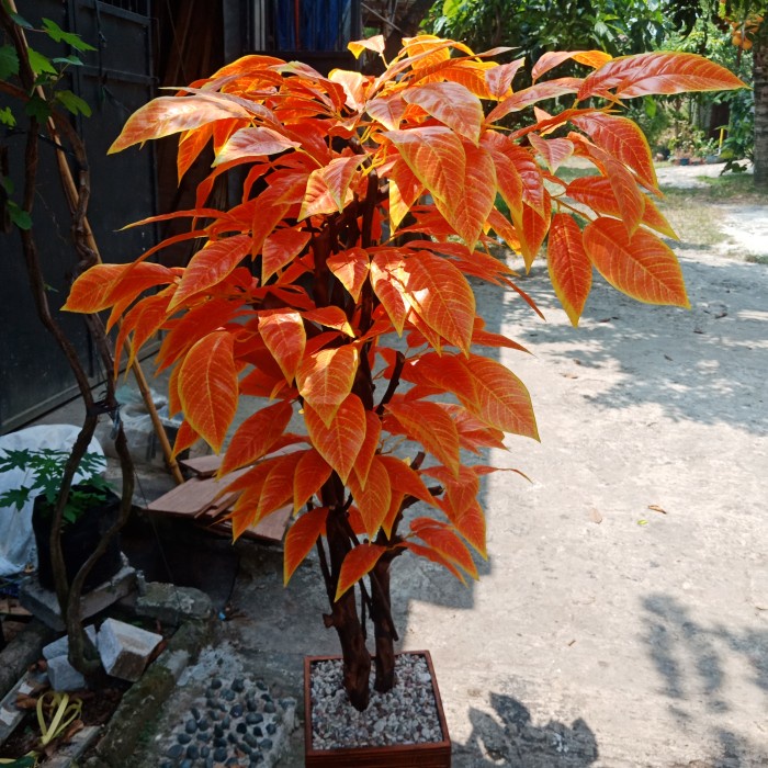 Pohon Mangga Artificial Pohon Plastik Hiasan Sudut Ruangan