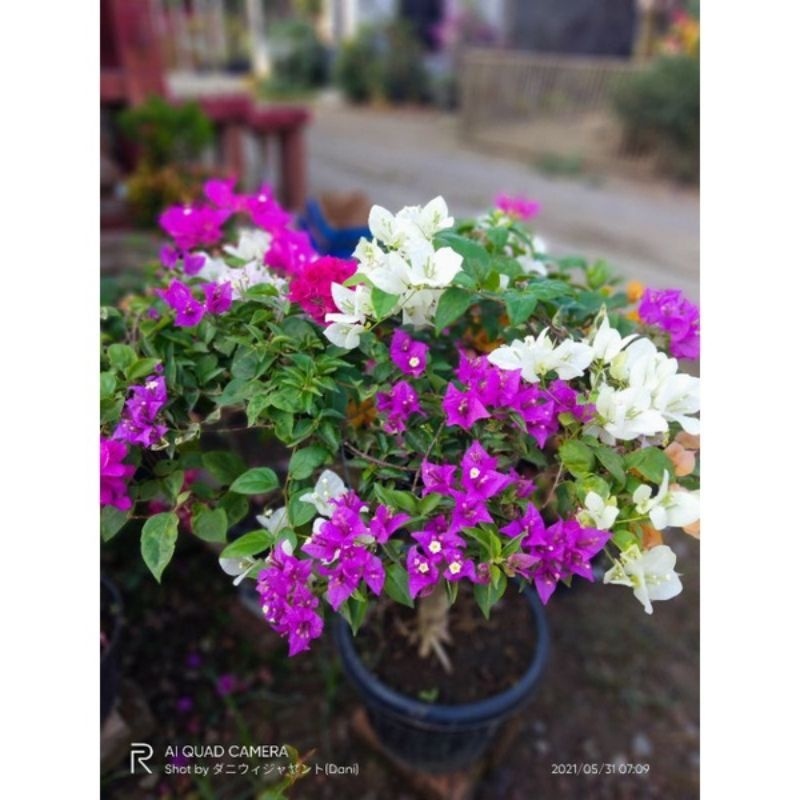 ( TERMURAH) Tanaman Hias Bugenvil 2 Warna Ugun-Putih Bunga Kertas / 2 Warna Bunga Bugenvil / Tanaman