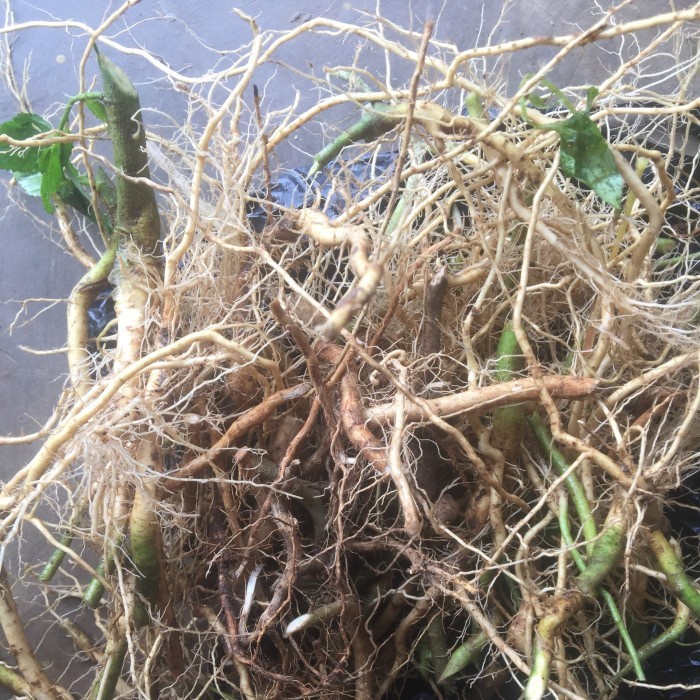 

Akar Sidaguri Segar 500 Gram