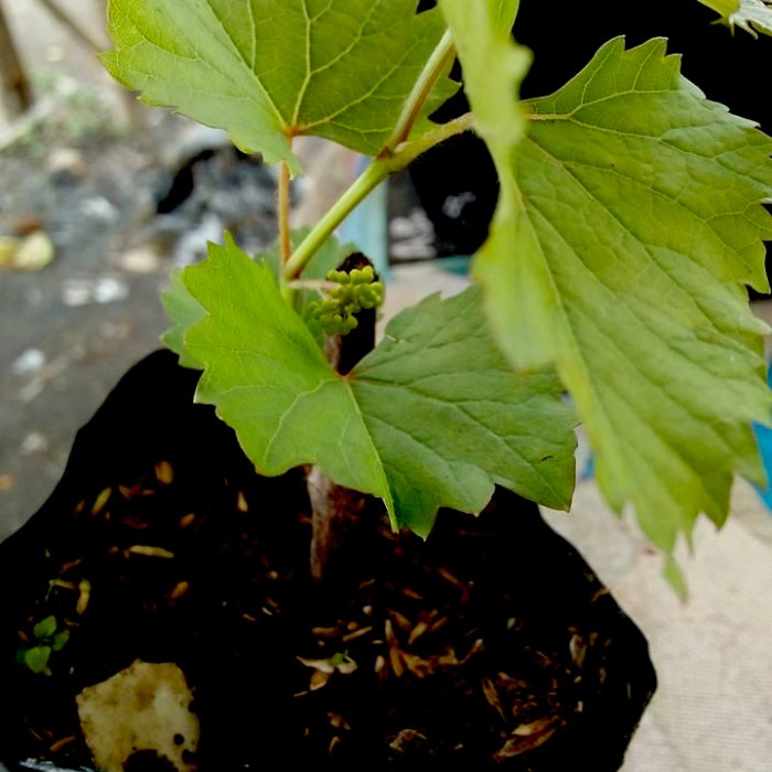 Bibit Anggur red master- Pohon Anggur - Tanaman cepat berbuah