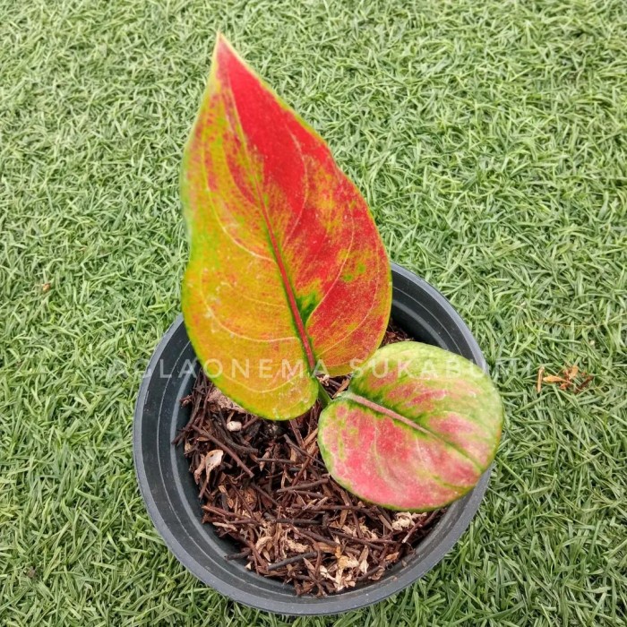 Paket 3 aglonema ayunindi mahaseti red sumatra ( Anakan )