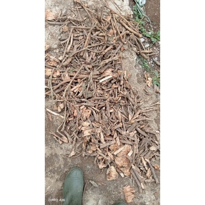 

akar pinang kering akar jebug kebun indah