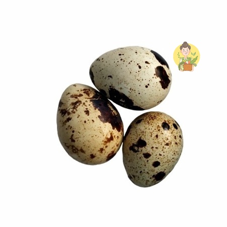 

Telor Puyuh / Telur Puyuh 250gr