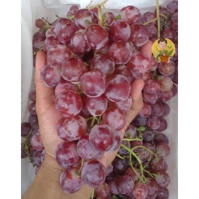 

Anggur Merah Red Globe 1Kg