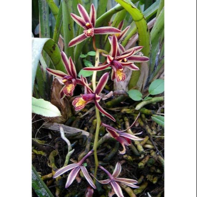 Anggrek Cymbidium Bicolor dewasa