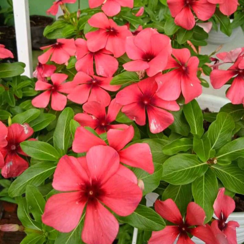 TANAMAN HIAS BUNGA VINCA TAPAK DARA JUNTAI