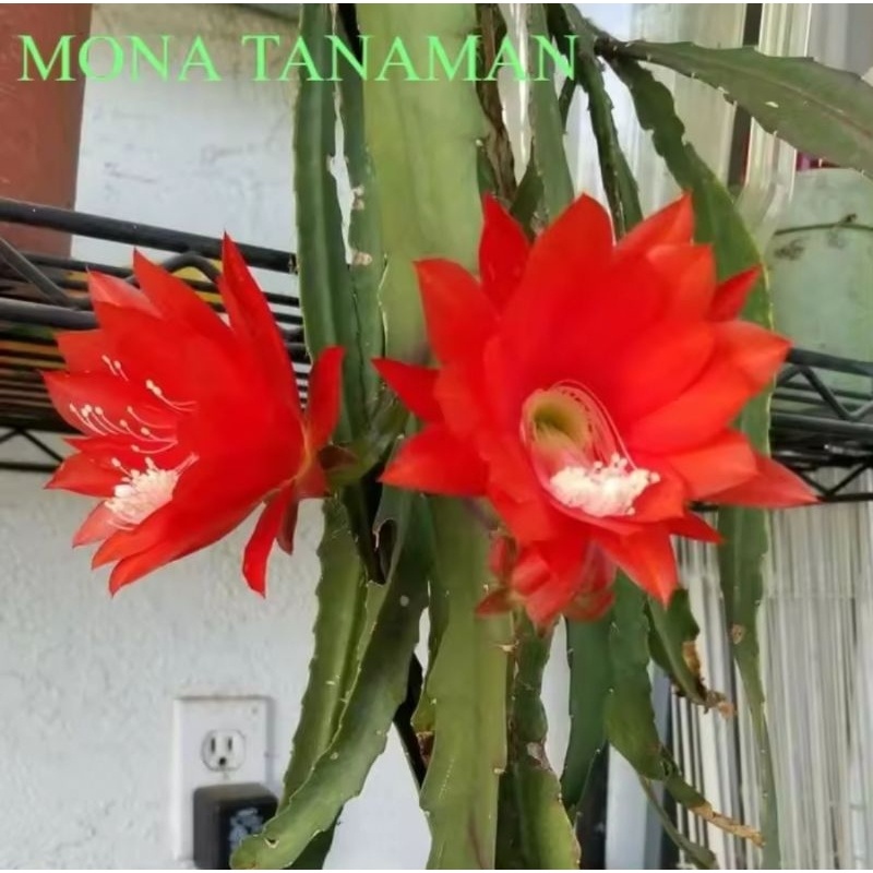 Tanaman hias wijaya kusuma bunga merah - bibit wijaya kusuma merah