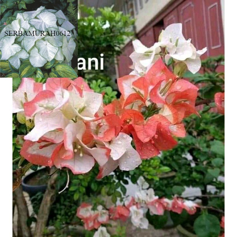 Bibit Bougenville Maharani Bibit Hidup Bugenvil IMPORT MURAH MERIAH Tanaman Hias Bougenville -tanama