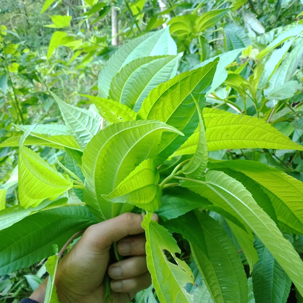 Daun pohpohan segar 300 gram lalapan daun pohpohan segar