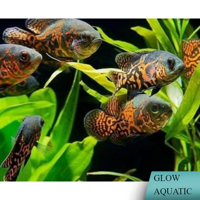 variasi Oscar size 7-8cm - Hitam batik, 4-5cm pemanis aquarium