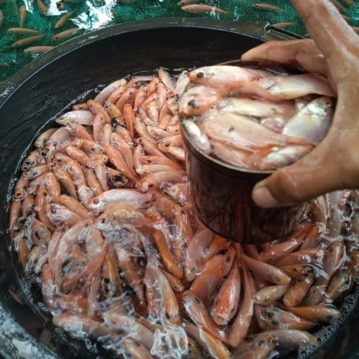 bibit nila merah bangkok 1 liter