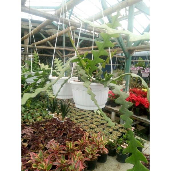 Wijaya Kusuma Fishbond dewasa