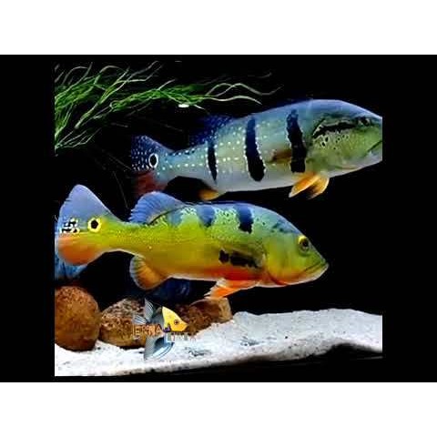 Pemanis akuarium Promo big sale hiasan akuarium pbass mono pbass kalberi 7-8cm ernatirta