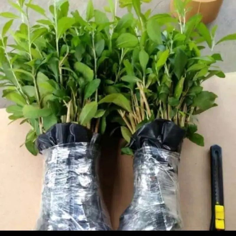 Paket 10 Batang Lee Kwan Yew Tanaman Hias Menjuntai Tanaman Hiias Rambat Benih Tanaman Hias