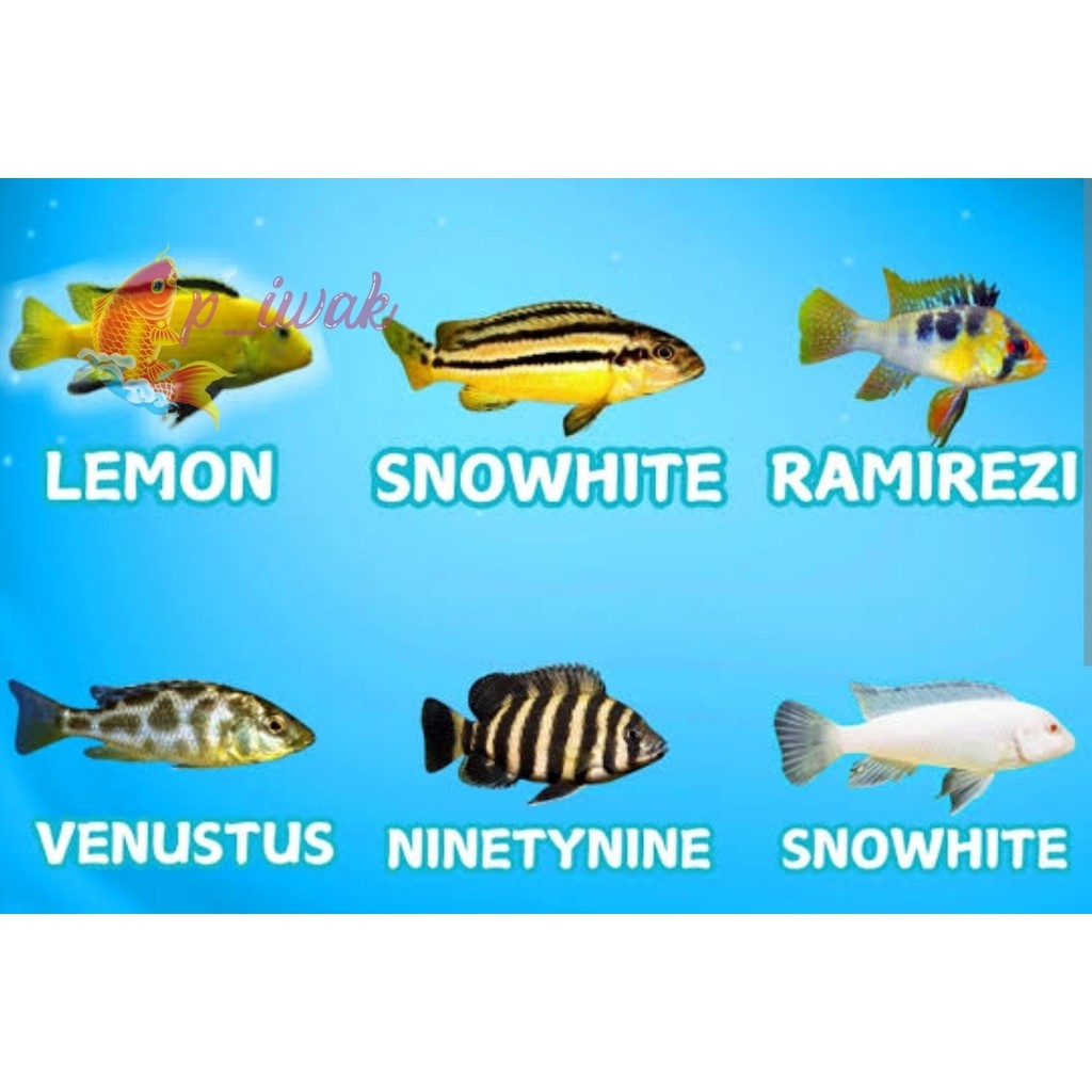 Ikan Hias Lemon Niasa Snow White Blue Cichlid Aquarium