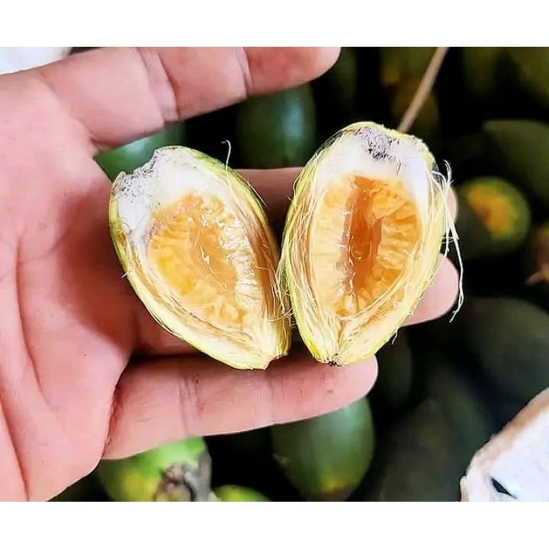 

New BUAH PINANG MUDA HERBAL SEGAR FRESH 1KG COD