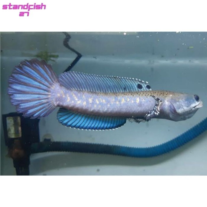 Channa blue pulchra gondrong size 11 13 CM - SINGLETANK FLARING KACA - Pulchra, 10-11cm Hiasan Aquarium