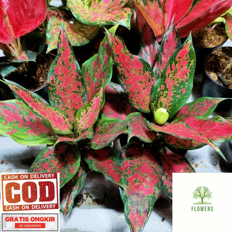 Promo Aglonema ruby garuda batik / daun rimbun tanaman hia hidup aglonema rubi garuda (COD)