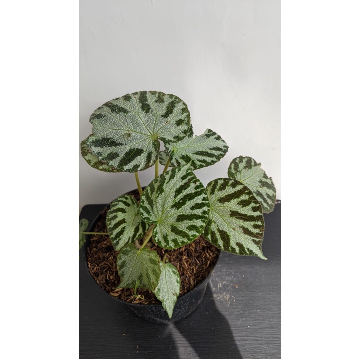 Bibit Tanaman Begonia Imperalis - Bunga Imperalis Begonia plantstara