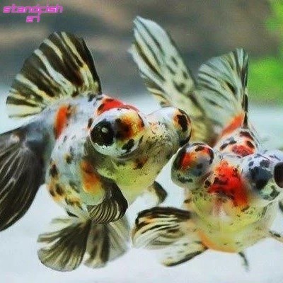 pemanis aquarium mas koki lowo tekim buldog buldok panca warna blackmor blackmore