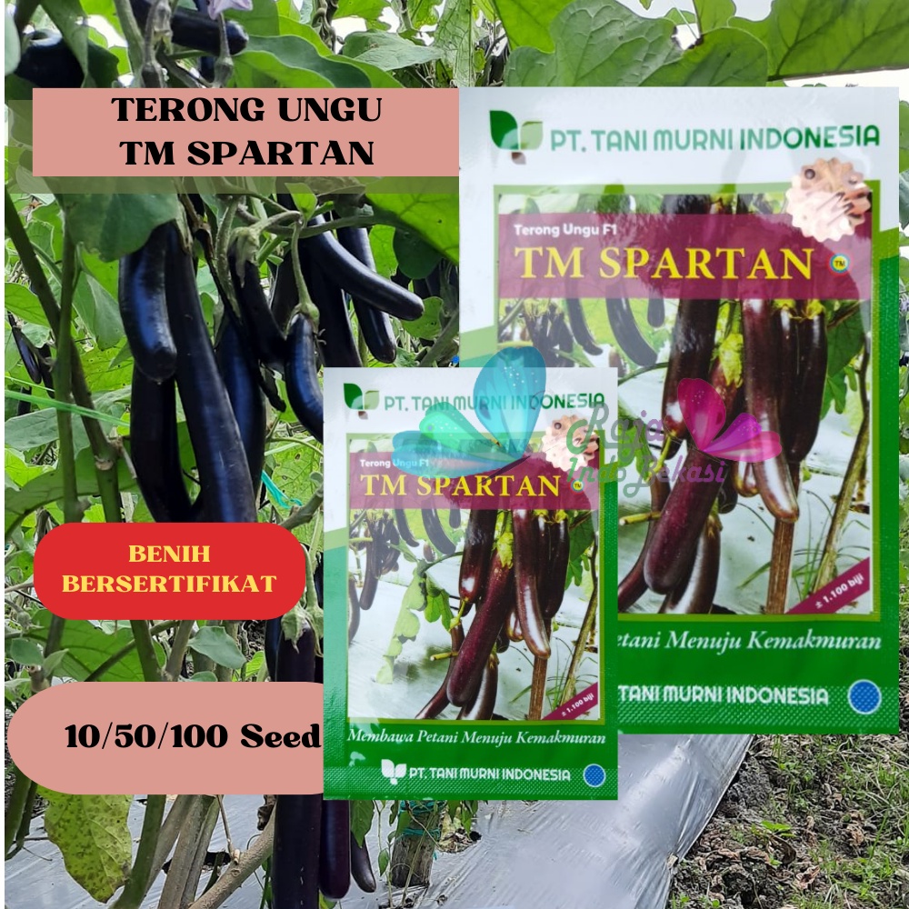 Biji Benih Terong Ungu TM Spartan Ori - Repack 100 Bibit Terong Ungu