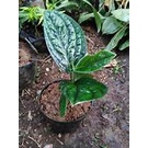 Tanaman Hias Monstera Karstenianum / Sirih Badak + Turus Penyangga