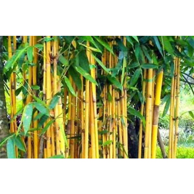 

Daun Bambu Kuning Segar per 100gram